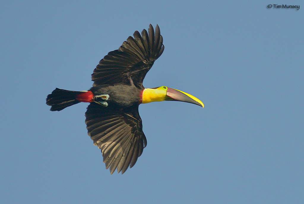 Chestnut-mandibled Tucan